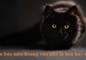 Điềm báo mèo hoang vào nhà là hên hay xui ?